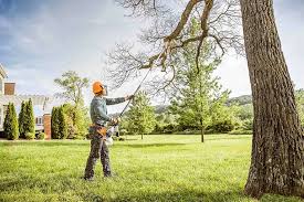 How Our Tree Care Process Works  in Arlington Heights, PA